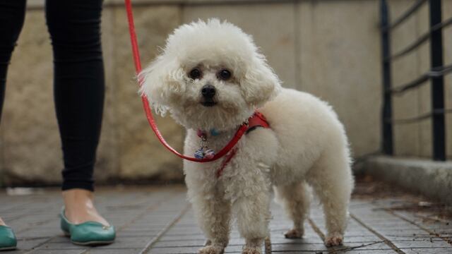 Un extraño "caniche" sorprendió a un vecino