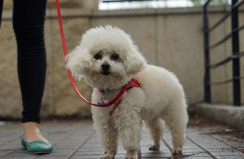 “Ta peludo el caniche”: un vecino se encontró un extraño animal en Santa Fe y el video se hizo viral