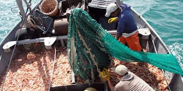 Se tomará como referencia que los cajones deberán contener 18 kilogramos de langostino y 17 kilogramos de langostino las denominadas cajitas\u002E