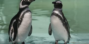 Regresaron al mar 15 pingüinos Magallanes que estaban siendo asistidos por el Centro de Rescate