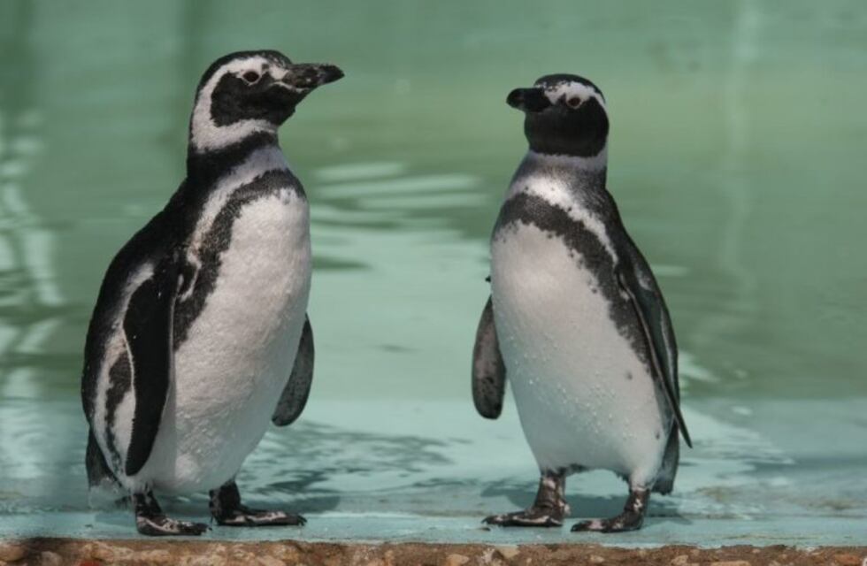 Regresaron al mar 15 pingüinos Magallanes que estaban siendo asistidos por el Centro de Rescate