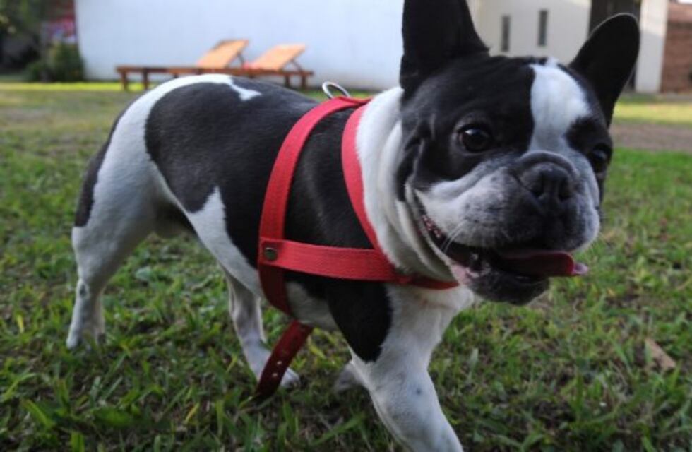 Seguirá presa la banda que secuestró a un hombre y le robó hasta la perra