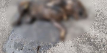 Facebook: Patitas callejeras Catamarca