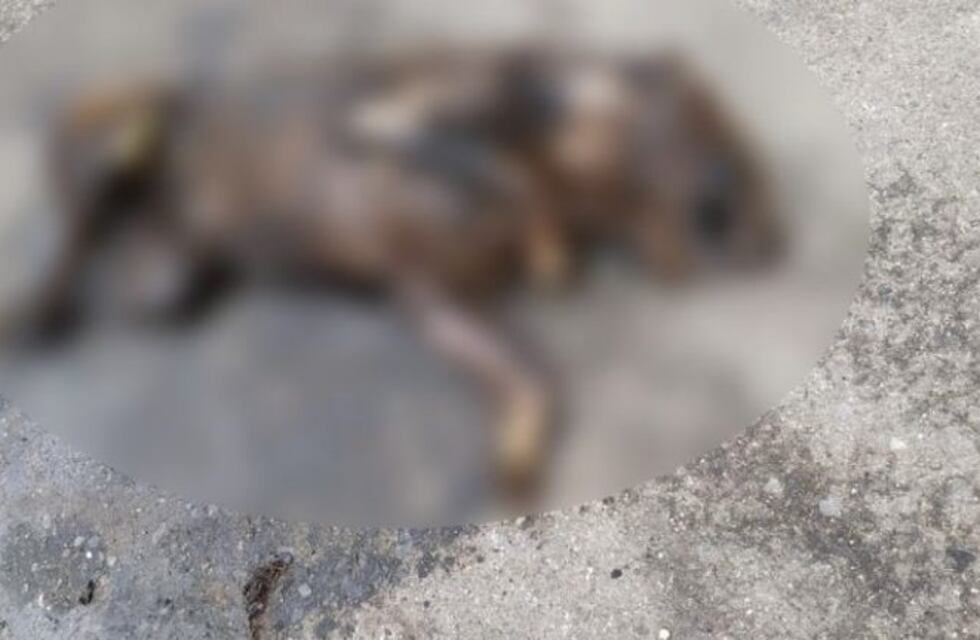 Aberrante: arrastró a un perro en su auto por varios metros