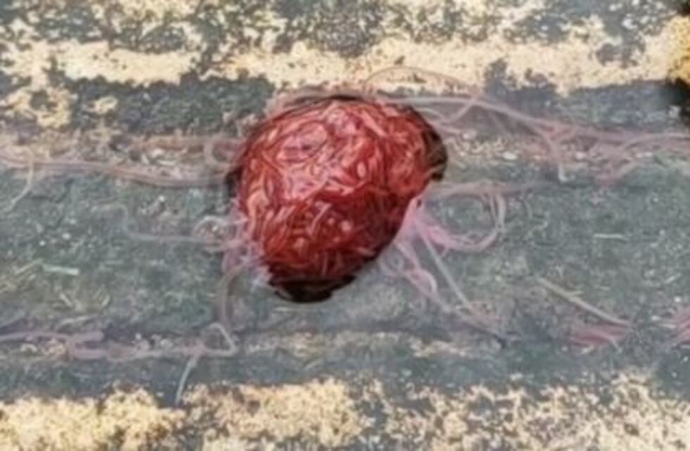 Filman un monstruo de alcantarilla hecho de gusanos