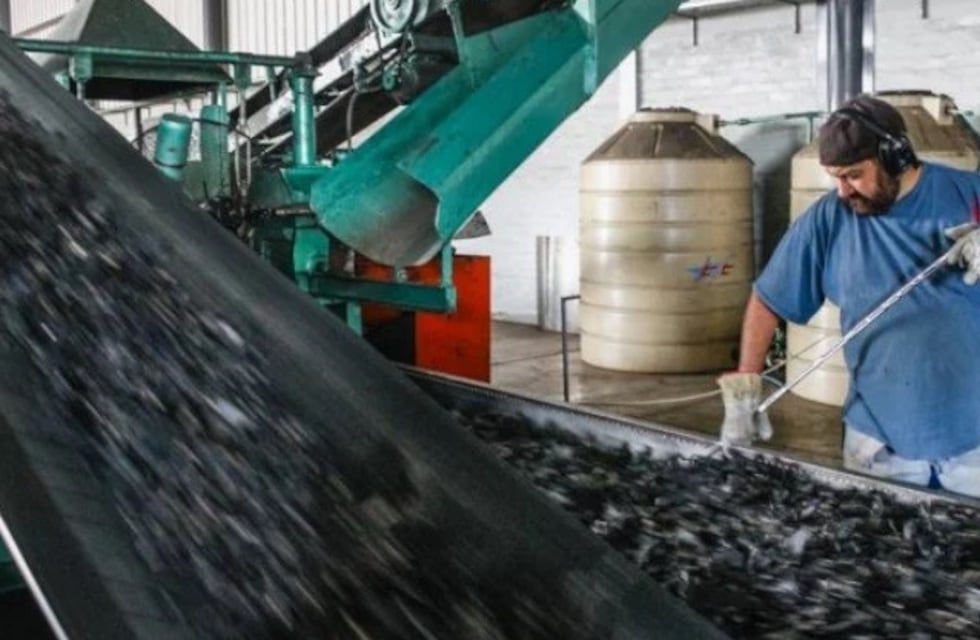 Reciclan neumáticos y fabrican hasta césped sintético