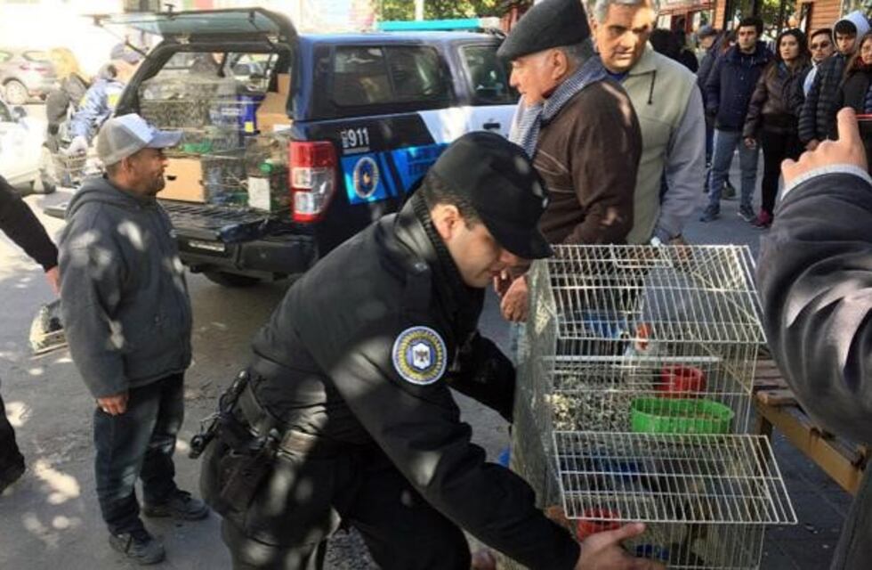 La Policía rescató 350 aves autóctonas que estaban próximas a ser comercializadas