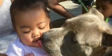 Una perra pitbull salvó a una bebé de un incendio arrastrándola del pañal