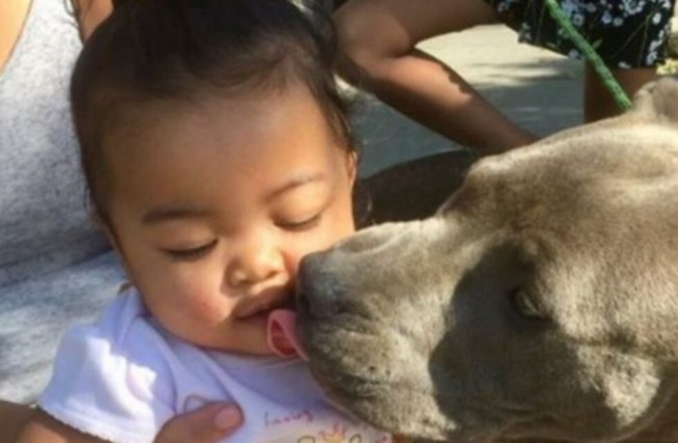 Una perra pitbull salvó a una bebé de un incendio arrastrándola del pañal
