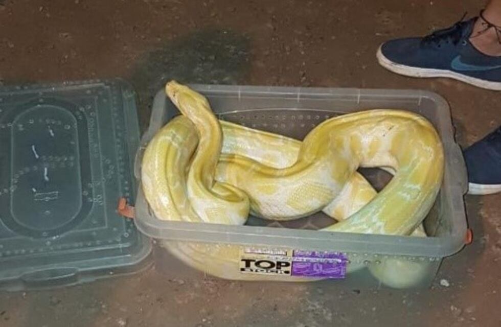 San Ignacio: descubren serpientes enviadas por encomienda