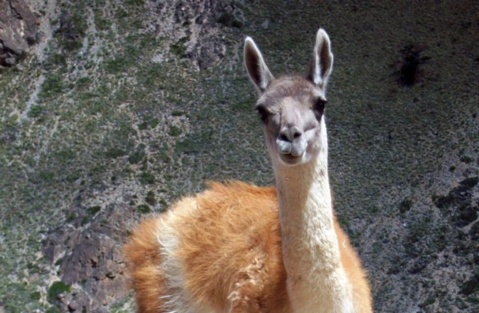 Cazaron un guanaco y lo escondieron en la caja de un camión tapado con piedras