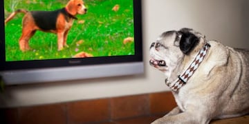 TV para perros: en las fiestas habrá un programa para que no sufran con los fuegos artificiales\u002E (Animal Planet)
