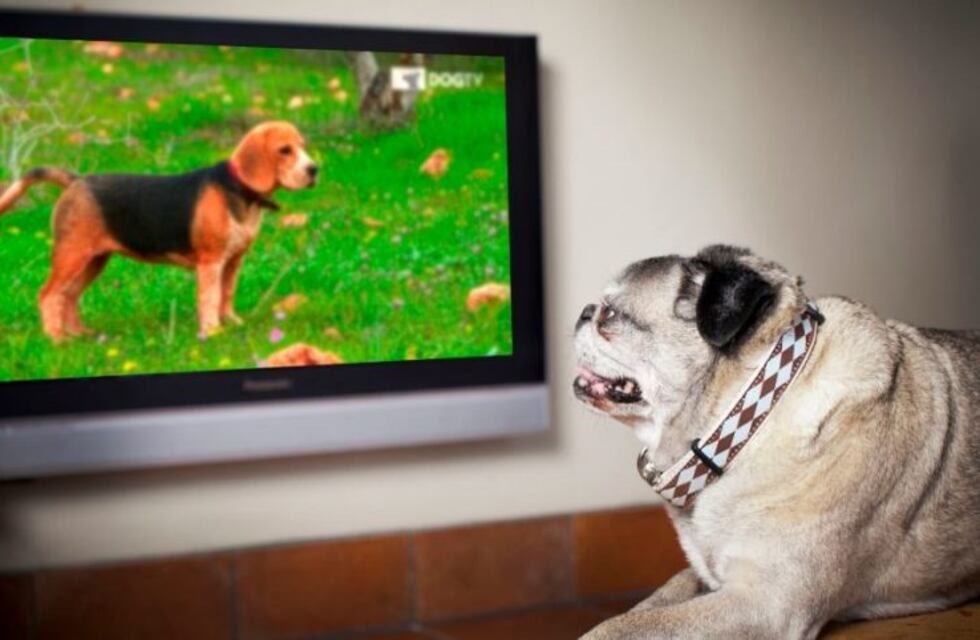 TV para perros: en las fiestas habrá un programa para que no sufran con los fuegos artificiales