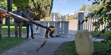 Yarará en Sierras Bayas