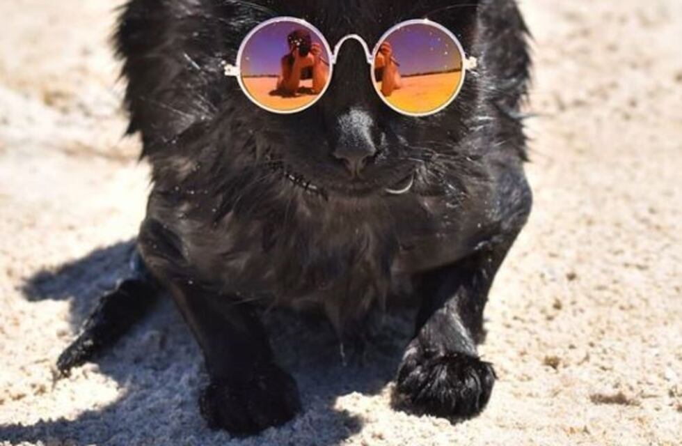 La "gatita acuática" que conquista Instagram y es la nueva reina de las redes