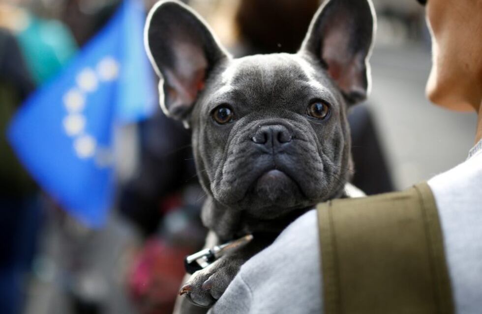 La importancia de cuidar a nuestras mascotas de las garrapatas