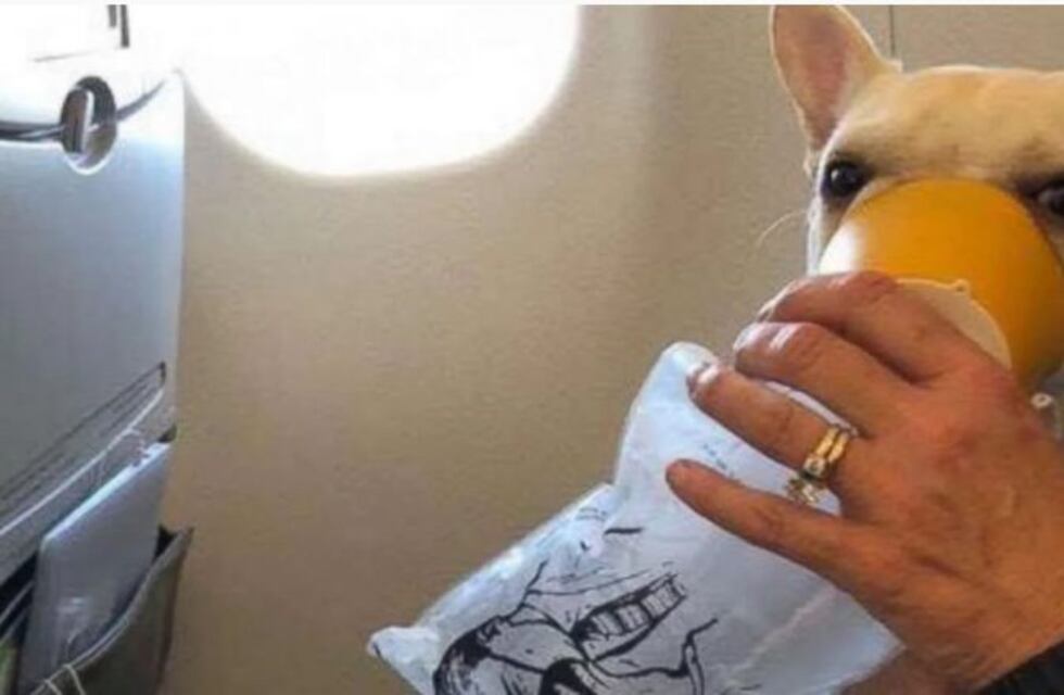 Le salvaron la vida a una perra en pleno vuelo