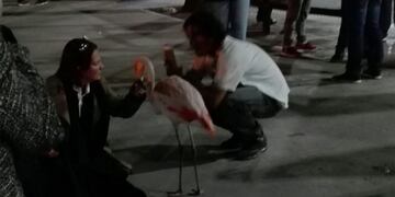 Un flamenco se escapó del Ecoparque porteño\u002E