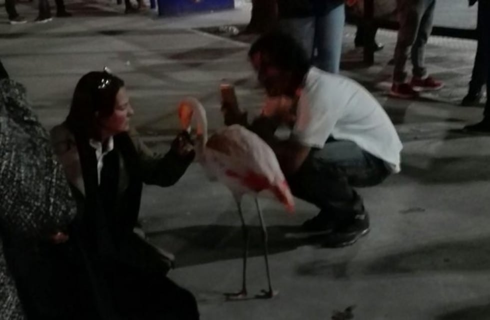 Un flamenco se escapó del Ecoparque porteño