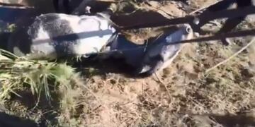 La yegua fue rescatada por el esfuerzo de los Bomberos Zapadores\u002E (Captura de pantalla)