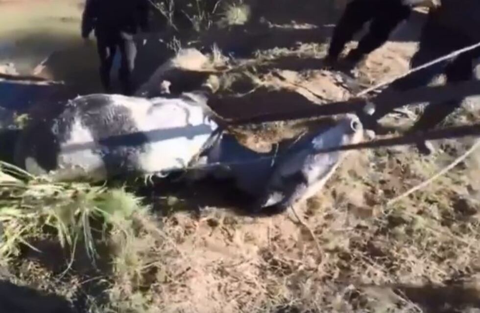 El video del rescate de una yegua a punto de ahogarse en el arroyo Ludueña