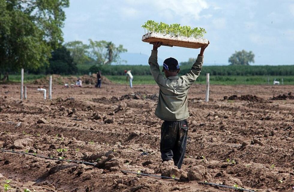 Encontraron menores trabajando en fincas agrícolas