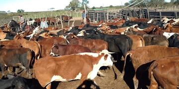 Importante robo de animales