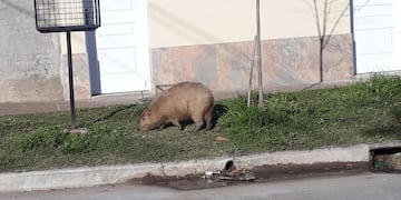 Automovilista halló un carpincho en plena calle\u002E (Aire de Santa Fe)
