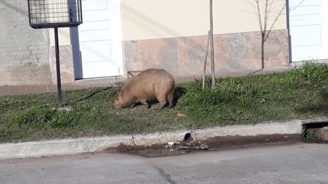 Automovilista halló un carpincho en plena calle\u002E (Aire de Santa Fe)