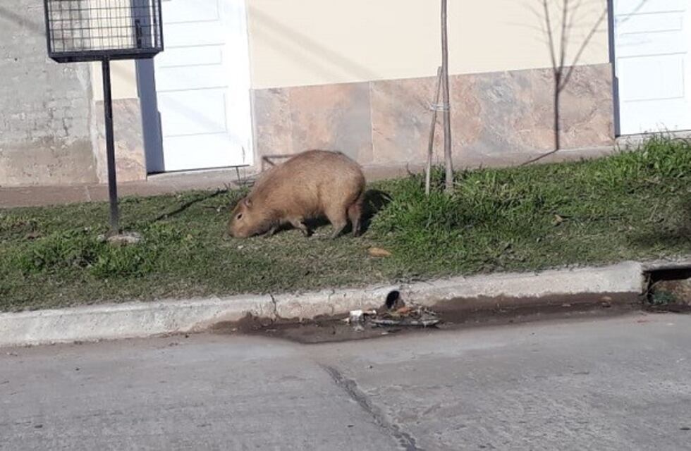 Manejaba por la calle y se encontró un carpincho "tocando la puerta" de una casa