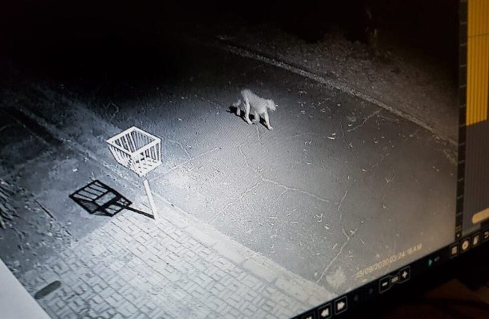 Un puma apareció caminando por un barrio de Foz