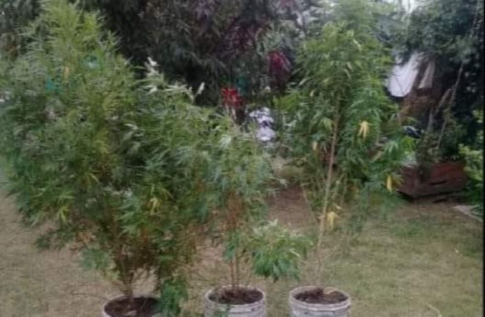 Chamical: secuestran plantas y semillas de marihuana de una vivienda