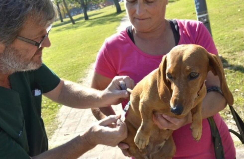 La Municipalidad de La Plata atendió a 30.000 mascotas de modo gratuito en lo que va del año