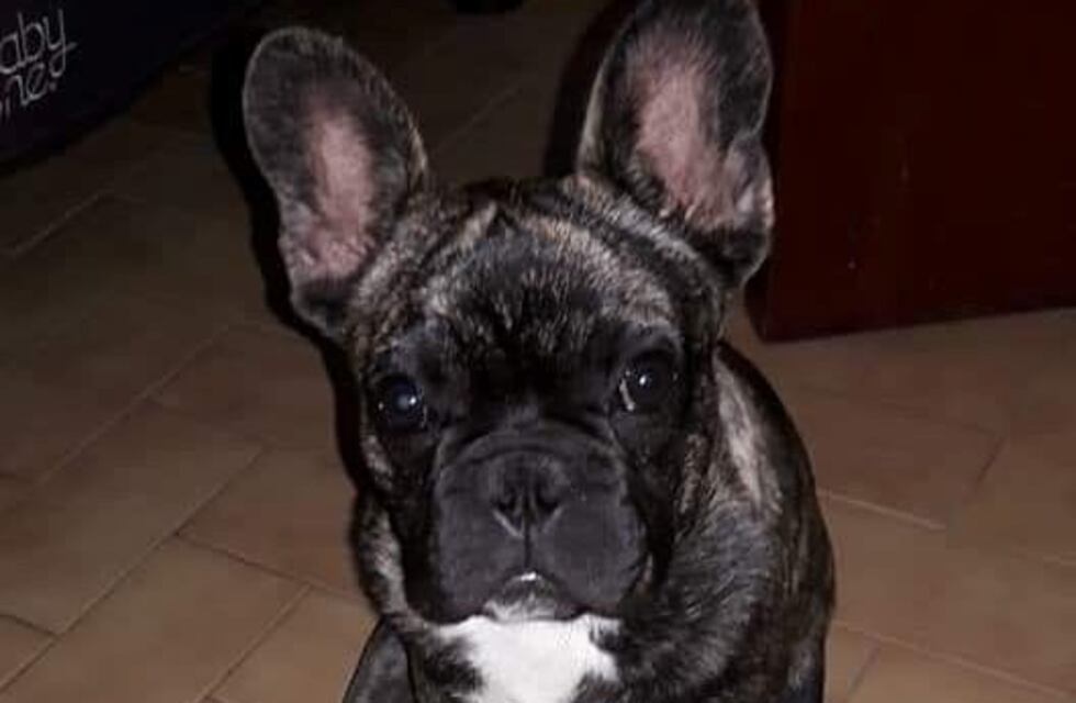 Familia ofrece importante recompensa por la aparición de su mascota robada