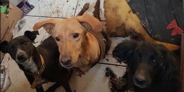 Le buscan dueño a 40 perritos