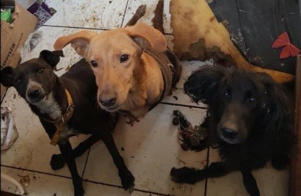 Le buscan dueño a 40 perritos
