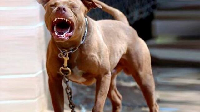 Pitbullatacó a una mujer de 70 años\u002E (Archivo)