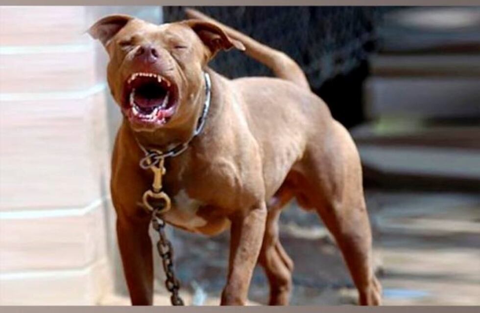 Ushuaia: dos pitbull atacaron ferozmente a un niño