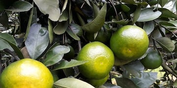 Mandarinas variedad “Okitsu”