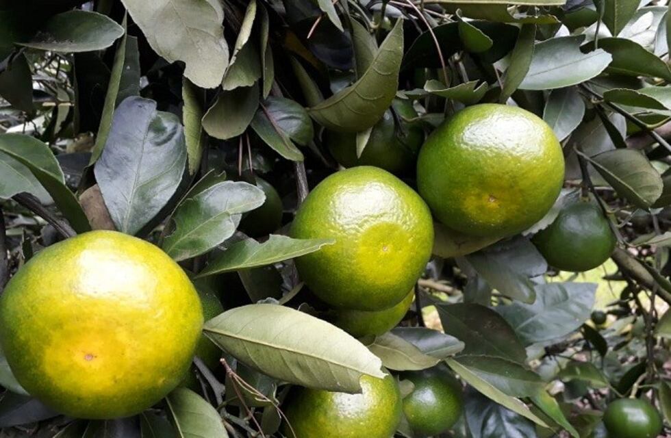 Productores misioneros preparan la primera cosecha de mandarinas de la temporada