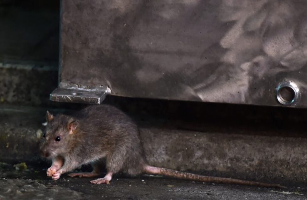 Los puntanos se quejan por la aparición de ratas en plaza Pringles