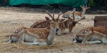 Los ciervos atacados en el Zoológico Córdoba formaban parte de este grupo de animales que se salvó de la jauría de perros\u002E