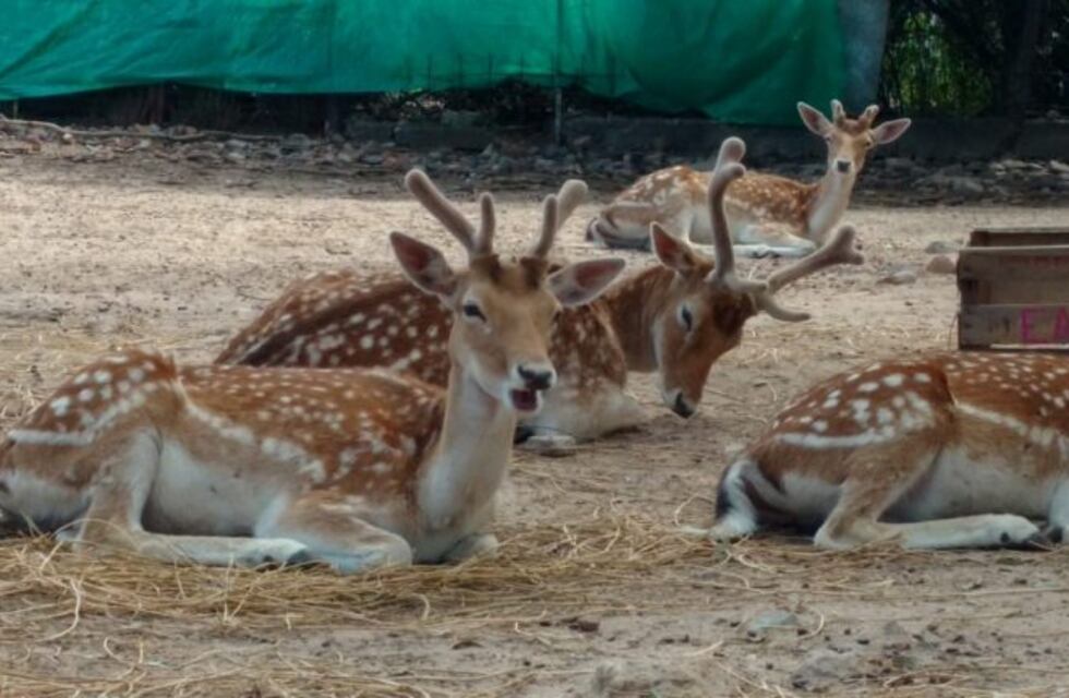 Matanza de ciervos en el Zoológico: así atacó la jauría de perros a los animalitos