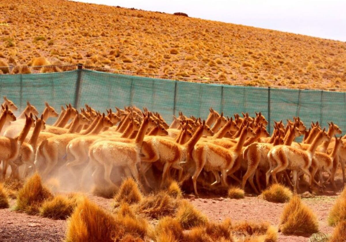 Esquila de vicuñas en silvestría, en Jujuy