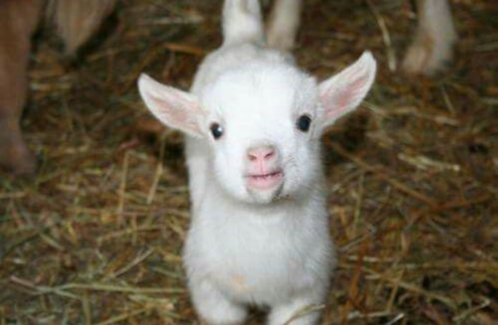 El tierno video del reencuentro de una cabrita con su madre