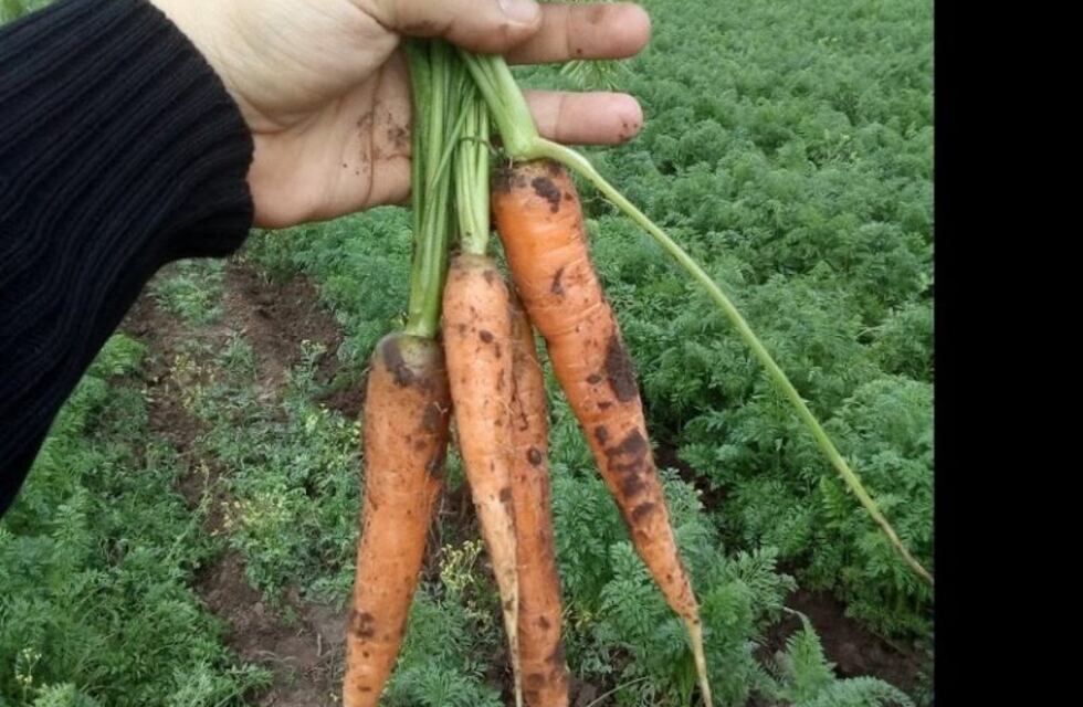 Concluyó la campaña 2019 de producción de zanahorias
