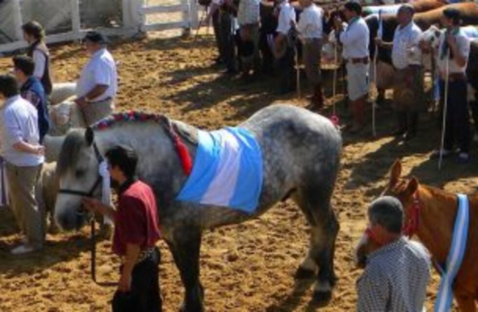 Caballos criollos y Appaloosa llegan a la 126º Expo Rural