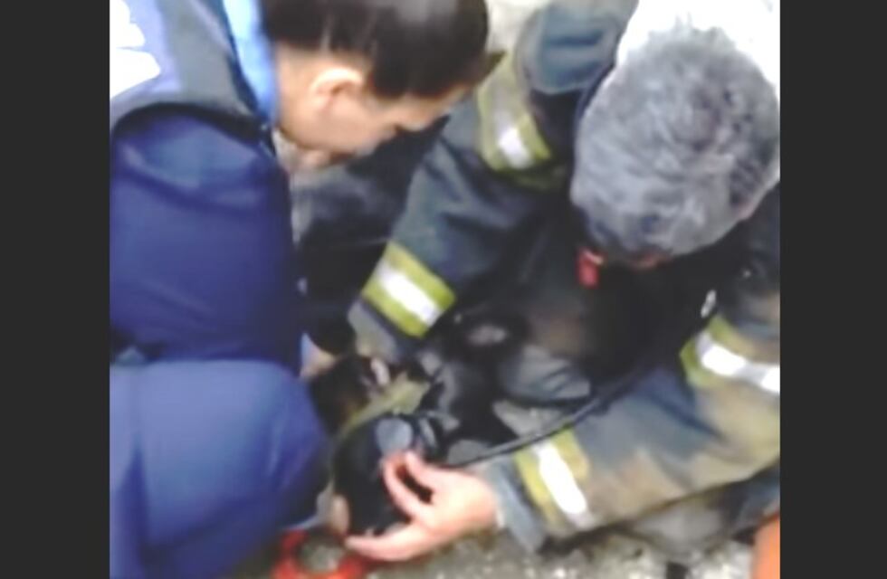 Héroes: bomberos de San Francisco reanimaron y le salvaron la vida a un perro en un incendio