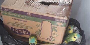 Rescataron más de 10 aves destinadas a la venta ilegal