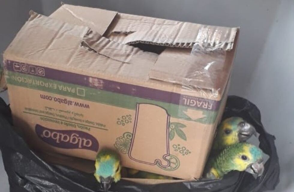Rescataron más de 10 aves destinadas a la venta ilegal